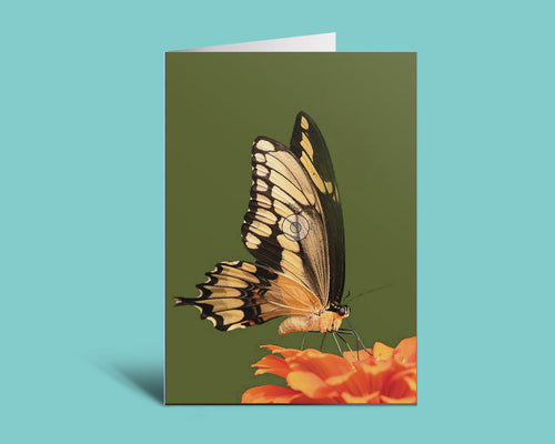 A vertical greeting card featuring a detailed photograph of a yellow and black swallowtail butterfly perched on an orange flower, set against an olive green background. The card is displayed standing upright on a light teal background.