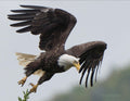 Bald Eagle in Flight