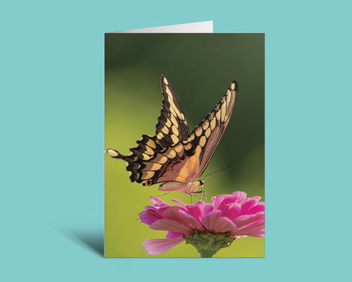 A vertical greeting card featuring a photograph of a yellow and black swallowtail butterfly perched on a pink flower against a soft green background, shown standing upright on a light blue backdrop.
