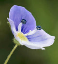 Purple Wildflower